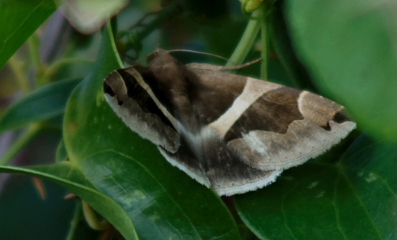 falena da identificare - Dysgonia sp.